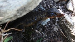 Ninurta coeruleopunctatus