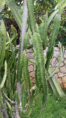 Euphorbia trigona