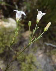Prismatocarpus brevilobus