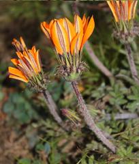 Gazania ciliaris