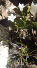 Prismatocarpus brevilobus