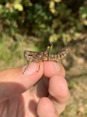 Dendrotettix quercus