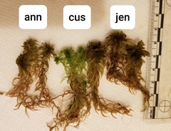 Sphagnum jensenii