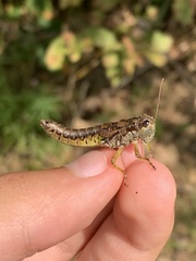 Dendrotettix quercus