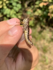 Dendrotettix quercus