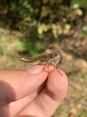 Dendrotettix quercus