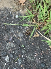 Dendrotettix quercus