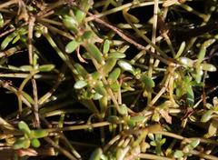 Crassula natans
