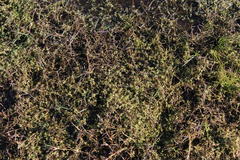 Crassula natans