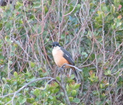 Laniarius ferrugineus ferrugineus
