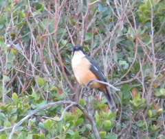 Laniarius ferrugineus ferrugineus