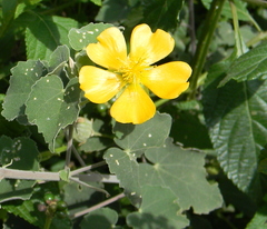 Abutilon indicum