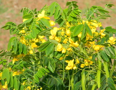 Senna surattensis