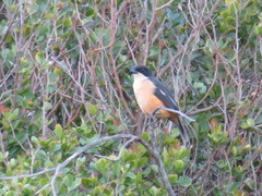 Laniarius ferrugineus ferrugineus