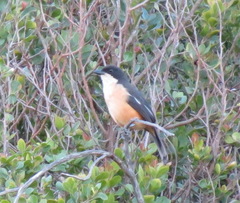 Laniarius ferrugineus ferrugineus