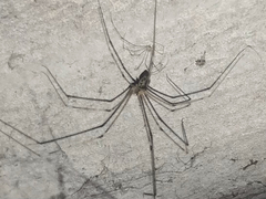 Crossopriza