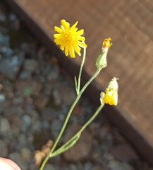Crepis tectorum