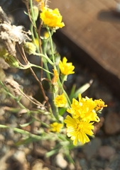 Crepis tectorum