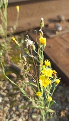Crepis tectorum