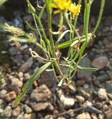 Crepis tectorum