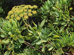 Notobubon laevigatum