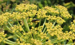 Notobubon laevigatum