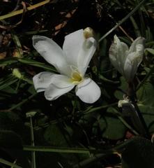 Sparaxis grandiflora