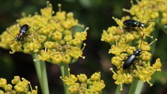 Neoeutrapela