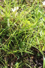 Sparaxis grandiflora