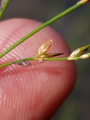 Juncus pelocarpus