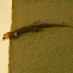 Gehyra mutilata