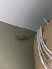 Gehyra mutilata