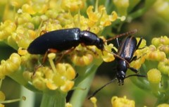 Neoeutrapela