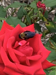 Xylocopa virginica
