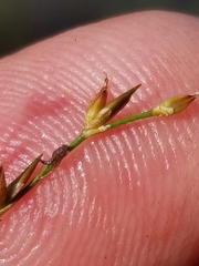 Juncus pelocarpus