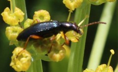 Neoeutrapela