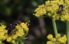 Neoeutrapela
