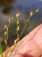 Juncus pelocarpus