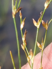 Juncus pelocarpus