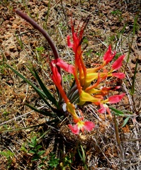 Babiana ringens australis