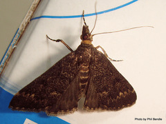 Proternia philocapna
