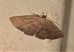 Cyclophora obstataria