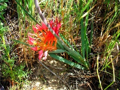 Babiana ringens australis