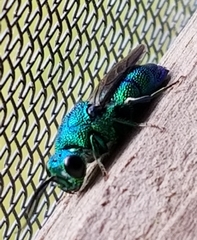 Chrysis smaragdula