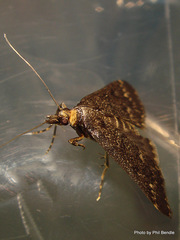 Proternia philocapna