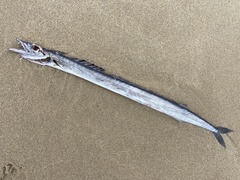 Snake Mackerel photo 1