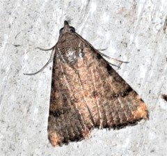 Madope auferens