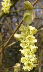 Corylopsis veitchiana