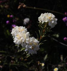 Lachnaea capitata