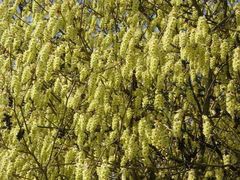 Corylopsis veitchiana